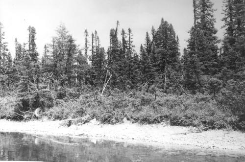 Jacques Rousseau Collection - c-525-b-I-1281 -Anticosti: La forêt anticostienne à la tête de la rivière au Saumon, à 3 milles de la décharge du lac Rousseau.