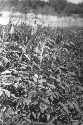 Collection Jacques Rousseau photo - c-554-a-I-1340 -Anticosti: Riv. Jupiter. Sanguisorba canadensis.