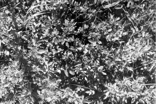 Collection Jacques Rousseau photo - c-555-a-I-1342 -Anticosti: Riv. Jupiter. Salix brachycarpa.