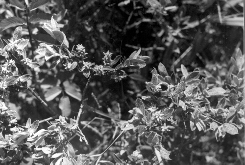 Collection Jacques Rousseau photo - c-555-b-I-1343 -Anticosti: Riv. Jupiter. Salix brachycarpa.