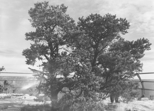 Jacques Rousseau Collection - c-3432-a-I-5133 -Arizona, Grand Canyon. Pinus edulis.