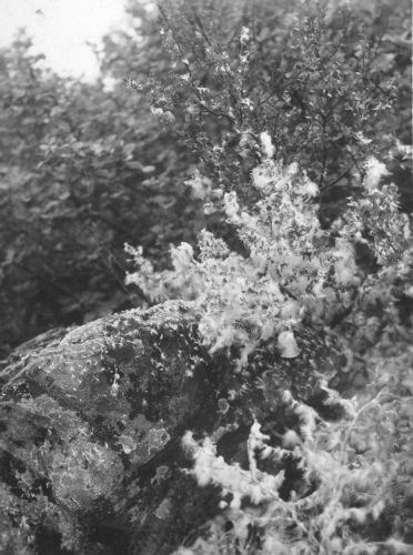 Collection Jacques Rousseau photo - c-3460-a-I-5191 -Lac Cabot (riv. George). Duvet d 'outarde dans taillis de Betula glandulosa.