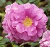 Rosa 'Charles Albanel'