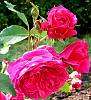 Rosa 'Quadra'