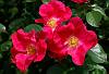 Rosa 'AC William Booth'