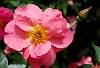 Rosa 'Simon Fraser'