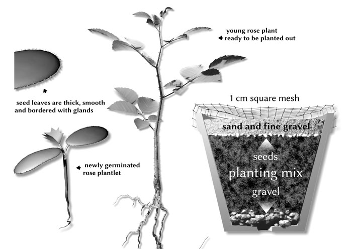 Hybridization - Fourth step - Sowing the hybrid plant