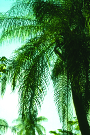 Acrocoma pilosa palm leaves