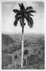 Photo of a palm tree