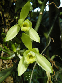 Fleurs de Vanilla planifolia