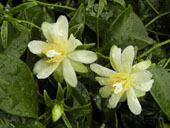 Fleurs du Pereskia aculeata
