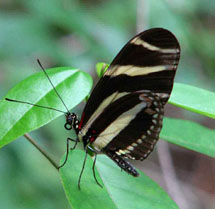 Papillon - Heliconius charitonia