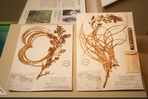 Herbarium specimens pressed from plants brought from Cuba by Marie-Victorin.