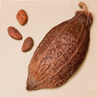 Cacao pod and beans