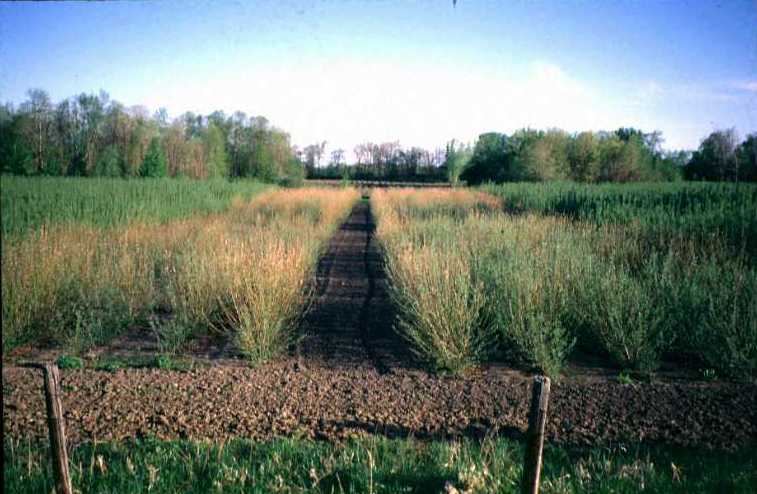 willows