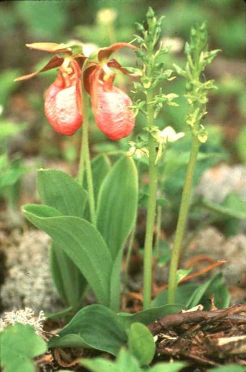 Orchid
