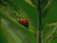 Coccinelle