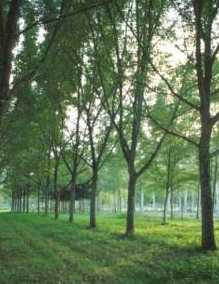Noyers hybrides de 24 ans