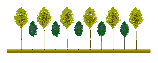 Plantation exp�rimentale