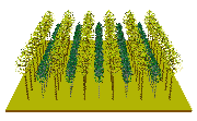 Plantation de 20 ans