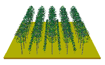 Plantation mature