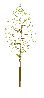 arbre