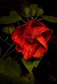 Hibiscus � Linda Rutenberg