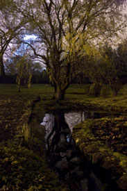 Salix � Linda Rutenberg