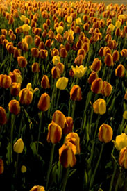 Tulipa � Linda Rutenberg