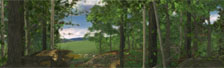 Trees Inside Out, the Botanical Garden�s New Virtual Exhibition