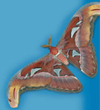 Le papillon cobra; pour en apprendre plus sur les esp�ces pr�sent�es, visite le site de l'Insectarium