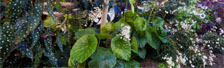 The Begoniaceae and Gesneriads Greenhouse Gets a Facelift!
