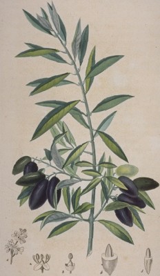 Illustration botanique de l'Olivier, tire de la Flore mdicale