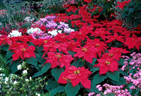 Poinsettias !