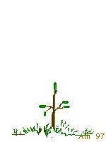Un arbre cro&icirc;t en hauteur