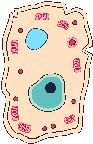 Cellule