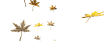 feuilles