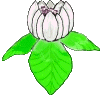 Fleur de magnolia qui ressemble aux fleurs des premi&egrave;res Angiospermes
