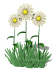 Marguerites