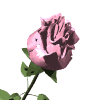 Rose rose