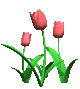 Tulipes
