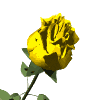 Rose jaune