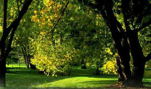 L'Arboretum