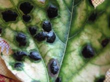 Les feuilles pr�sentent des taches noires. Les taches sont des amas de cellules de la maladie fongique. Photo fournie par un internaute.