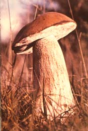 Boletus edulis