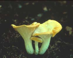 Cantharellus cibarius