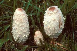 Coprinus comatus