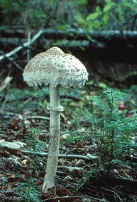 Macrolepiota procera