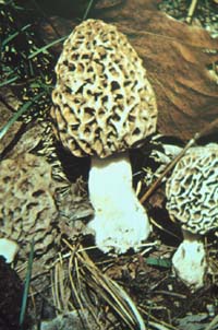 Morchella esculenta