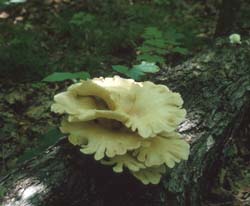 Pleurotus ostreatus